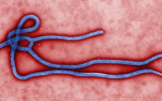研究：埃博拉或有選擇性 不會人人染病