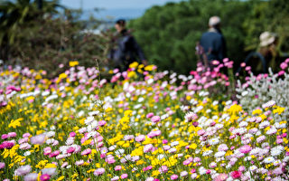 組圖：西澳春天 綺麗花卉繽紛綻放