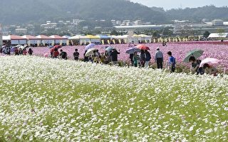 新社花毯节    挑战300万游客上山