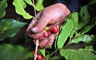 尼加拉瓜年度咖啡产量比预期高