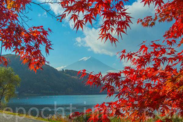 組圖 又到日本紅葉繽紛的季節 京都 富士山 大紀元