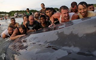 18米长鲸鱼搁浅海滩 50人试图推回海中