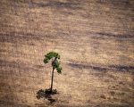 「亞馬遜人類環境研究所」17日警告，巴西亞馬遜盆地區10月份森林砍伐面積比去年同期飆升450%。圖為10月14日，亞馬遜森林非法砍伐。（ RAPHAEL ALVES/AFP/Getty Images）