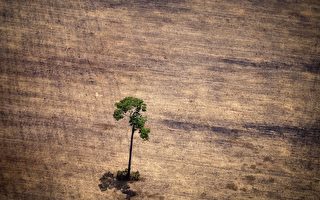 巴西亚马逊森林 滥伐激增450%