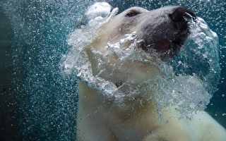 生存危机 研究：北极熊锐减4成