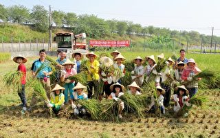 斗南鎮農會四健會稻米豐收