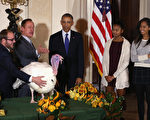 感恩节前夕美国总统奥巴马赦免火鸡