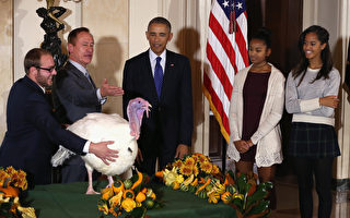 感恩節前夕美國總統奧巴馬赦免火雞
