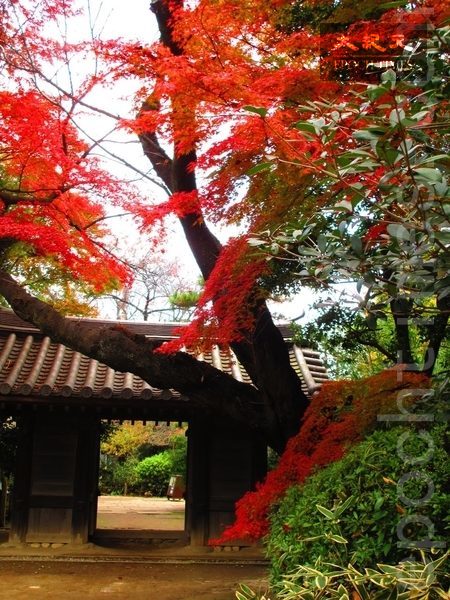 东京哲学堂公园红叶深深即景。(容乃加/大纪元) 