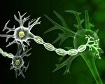 新發明的一種新藥，通過注射就可以促進切斷了的神經元細胞再生，徹底解決神經元細胞很難再生的問題。（Fotolia）