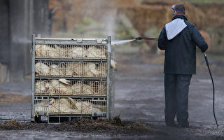 日本宫崎县爆发禽流感 扑杀4千只鸡