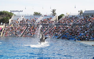 圣地亚哥海洋世界停虎鲸秀 “拉警报”虎鲸死亡
