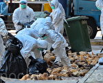 香港再度受到禽流感威脅。一批廣東惠州進口活雞驗出H7禽流感病毒，政府銷毀長沙灣臨時家禽批發市場內一萬九千隻活家禽。（宋祥龍/大紀元）