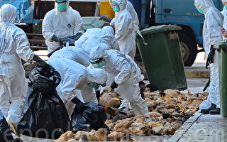 禽流感再袭香港 扑杀近二万鸡只