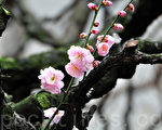 诗歌：冬梅唤春
