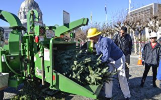 旧金山回收圣诞树 环保再利用