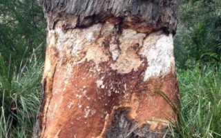 墨尔本植物园400岁红河老桉树面临死亡