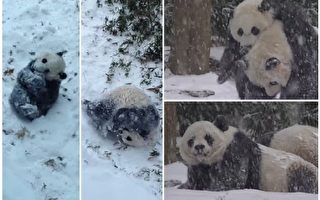 【视频】华盛顿动物园熊猫母子雪中嬉戏