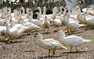 禽流感襲台 新型H5N2全球首見