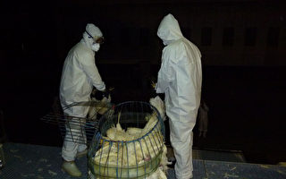 台灣禽流感新型H5N2  全球首見