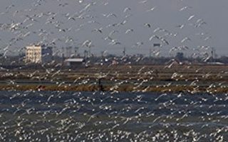 因应疫情 嘉义县持续监控湿地候鸟动态