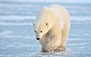 研究：熊掌气味让北极熊不再孤独