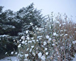 新诗：瑞雪兆丰年