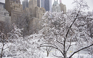 組圖：凍雨中的紐約中央公園