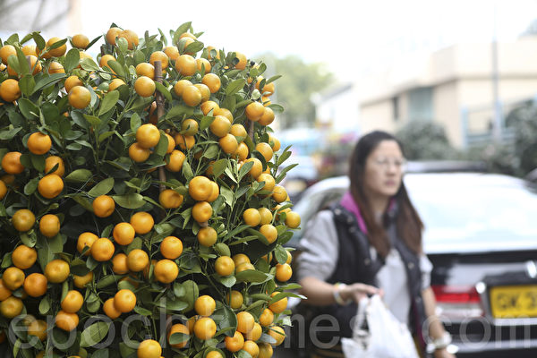 中国新年 花开富贵过大年港人至爱赏兰 年花 兰花 金桔 大纪元