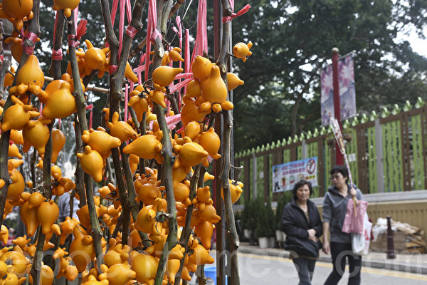 组图 花开富贵过大年港人至爱赏兰 新年 香港 大纪元