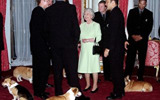 擔心被絆倒 英國女王不再養小狗