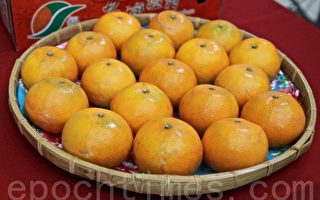 柑橘大吉大利 採果體驗在卓蘭