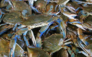 研究：美洲食用蓝蟹 由来已久