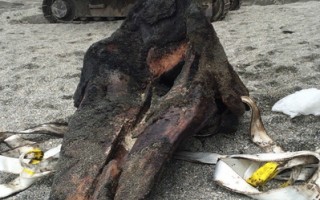 制标本 宜兰破土挖掘抹香鲸骨骸
