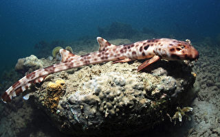 全球海洋特搜 發現1451個新物種