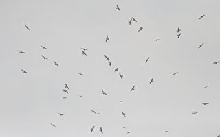 灰面鵟鹰过境八卦山  鸟会倡绿色山里