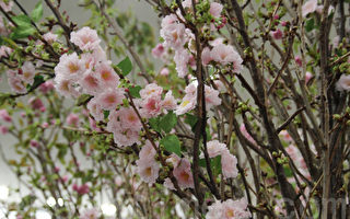 春季来临赏樱花