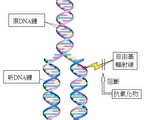 DNA複製圖：DNA是雙鏈結構，當原細胞分裂為二新細胞時，雙鏈打開，複製成兩套相同的新DNA，此時容易發生複製錯誤，也容易受到自由基或輻射線傷害。（圖：黃中洋博士提供）