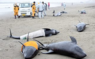 150条瓜头鲸搁浅日本海滩 仅3条获救