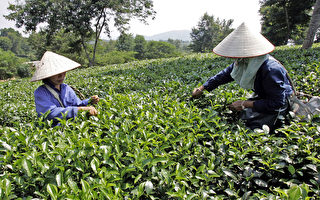 越南茶叶农药残留普遍 冲击外销