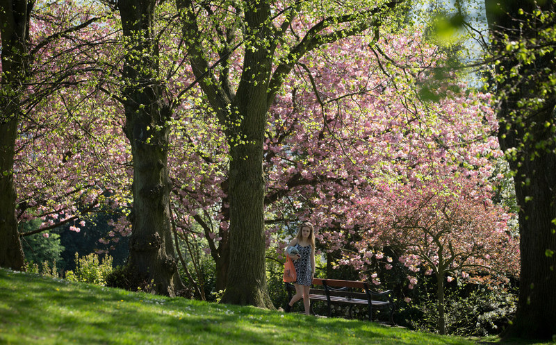 2015年4月22日，英國布蘭登公園繁花盛開，美不勝收。（Matt Cardy/Getty Images）