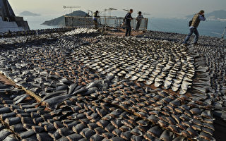 香港是世界最大的鱼翅市场之一。图为香港的一幢工厂大厦的屋顶，鲨鱼鳍在阳光下晾晒。摄于2012年1月2日。(ANTONY DICKSON/AFP)