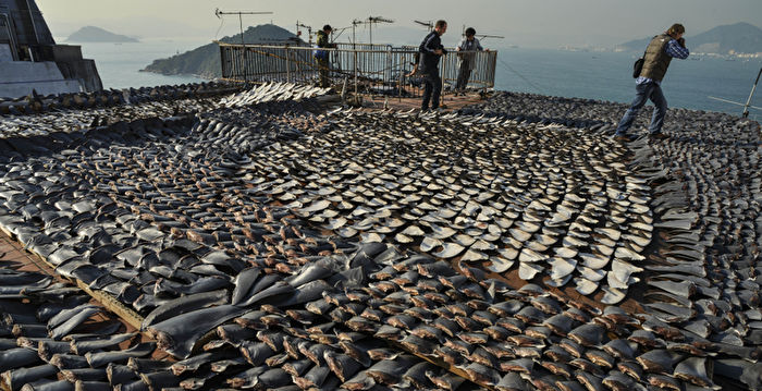 美众院通过法案禁鱼翅交易 遏制非法捕捞