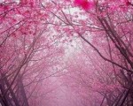 天雪：五月花
