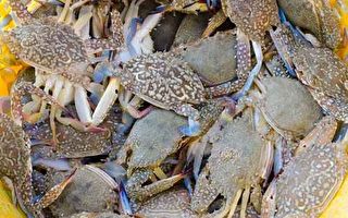 切萨皮克湾蓝蟹数量增加
