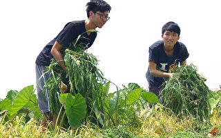 大學生捲衣袖走入農地分享故事