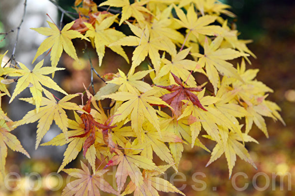 使人流連的沉紅酡黃的楓樹。(華苜/大紀元) 使人流連的沉紅酡黃的楓樹。(華苜/大紀元)