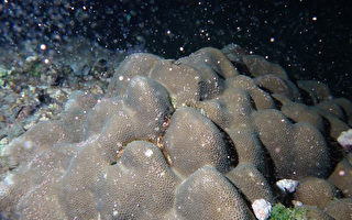 垦丁珊瑚开始产卵 9日进入高峰
