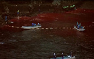 日本血腥捕杀海豚 恐遭WAZA除名