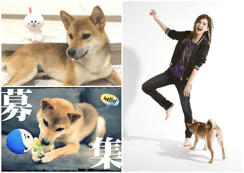 Ella當封面人物帶愛犬 布丁 上鏡 陳嘉樺 大紀元
